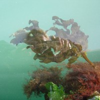 Japanese Kelp / Wakame